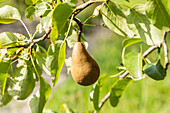 Pyrus communis 'Bosc's pear in a bottle'.