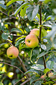 Malus 'Uphus' Tietjenapple