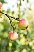 Malus 'Schöner von Herrnhut