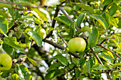 Malus 'Adersleber Kalvill'