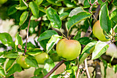 Malus 'Adersleber Kalvill'