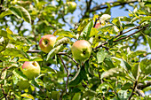 Malus 'Adersleber Kalvill'