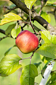 Malus domestica 'Knebusch'