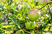 Malus 'Batullenapple