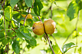 Malus domestica 'Goldrenette von Hoya'.