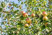 Malus domestica 'Graham's jubilee apple'.