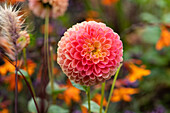 Dahlia Pompon, apricot