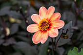 Dahlia