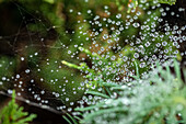 Spinnennetz mit Wassertropfen