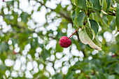 Cornus kousa 'Eurostar'