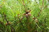Pinus densiflora 'Pumila' species