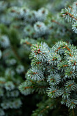 Picea sitchensis 'Silver dwarf'.