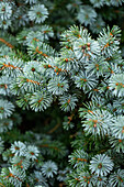 Picea sitchensis 'Silver Dwarf