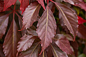 Parthenocissus quinquefolia 'Engelmannii'.