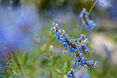 Salvia uliginosa