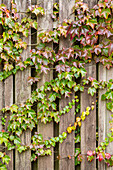 Parthenocissus tricuspidata