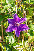 Clematis 'The President'®