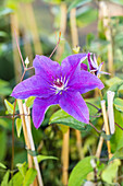 Clematis 'The President'®