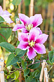 Clematis 'Piilu