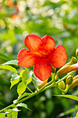 Campsis x tagliabuana 'Madame Galen'