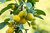 Malus x zumi 'Golden Hornet