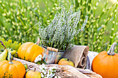 Autumn decoration - pumpkin, apple and heather