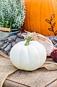 Autumn decoration - white pumpkin