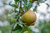 Malus 'Gristinette Grube rot gelb'