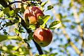 Malus domestica 'Iserapfel' (Iserapfel)