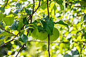 Malus 'Mühlenapfel'