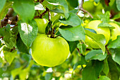 Malus 'Mill apple