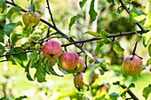 Malus 'Charlamowsky'