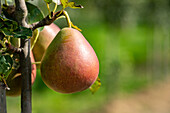 Pyrus 'Nordhäuser Winterforelle'