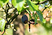 Butterfly on plum tree