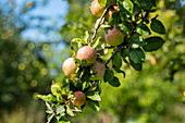 Malus 'Fießers Erstling