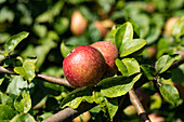 Malus 'Fießers Erstling