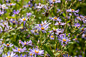 Aster macrophyllus 'Twilight'