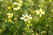 Coreopsis verticillata Moonbeam