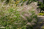 Miscanthus sinensis 'Red Silver'