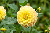 Dahlia 'Goldika