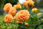 Dahlia 'Maren