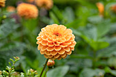 Dahlia 'Maren