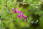 Lespedeza thunbergii