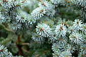 Picea sitchensis 'Silver dwarf'.