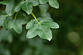 Acer monspessulanum