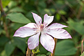 Clematis 'Omoshiro'