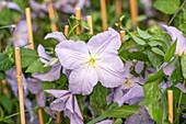 Clematis viticella Blue Angel