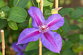 Clematis 'Mrs N. Thompson'