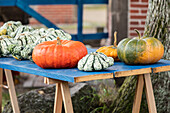 different varieties of pumpkins