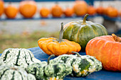 different kinds of pumpkins